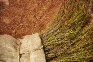 Bio-Active Rooibos