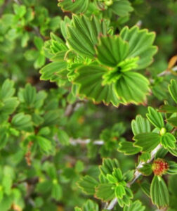 Resurrection Plant