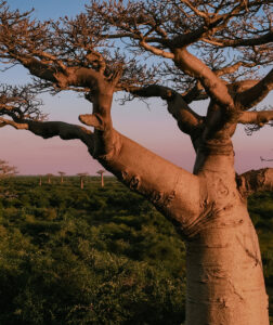 Baobab